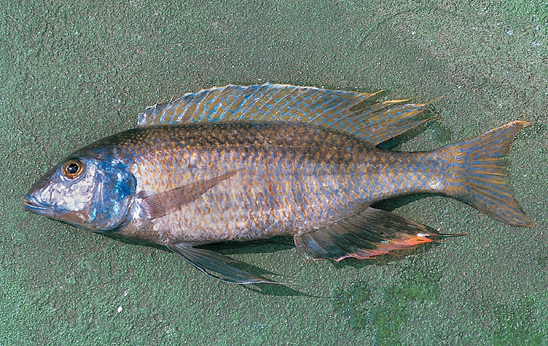 Mylochromis ensatus 'South East Arm'